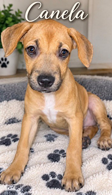 HONEY AKA CANELA - Black Mouth Cur / Labrador Retriever available for adoption