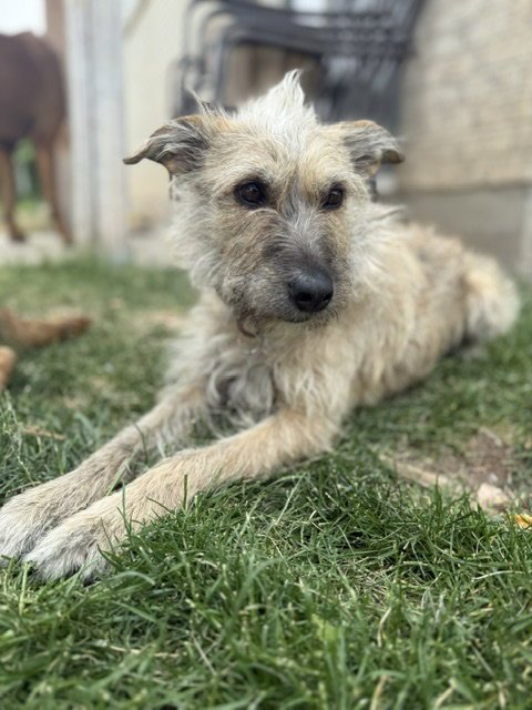 CATNISS AKA PUPPY - Border Terrier / Cairn Terrier available for adoption