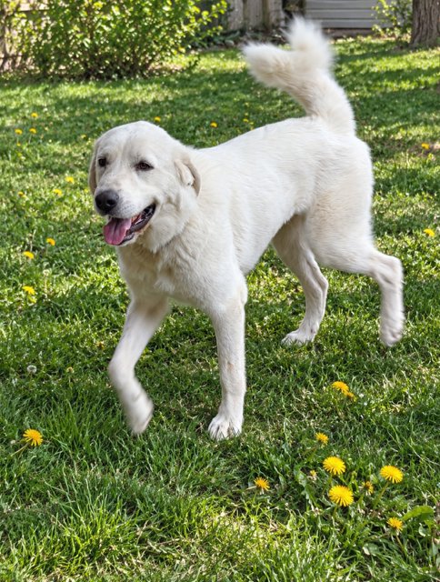 ABIGAIL - Great Pyrenees available for adoption