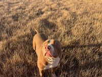 XL Bully/Red Nose Mix - Photo 1
