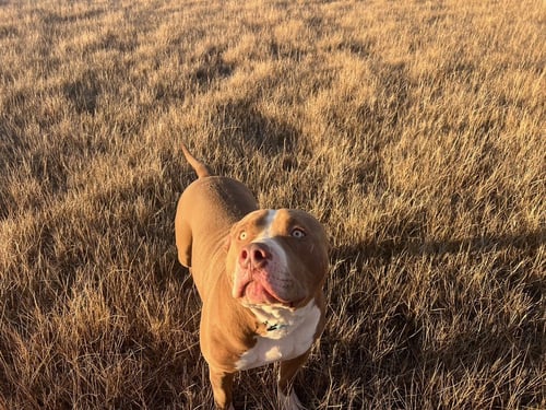 XL BULLY/RED NOSE MIX - American Pit Bull Terrier / American Staffordshire Terrier for adoption in Orem