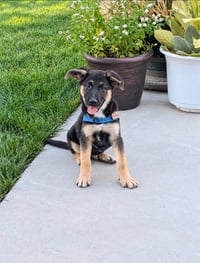Champ - Photo 1