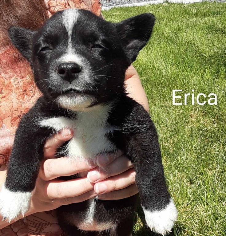 Erica Image