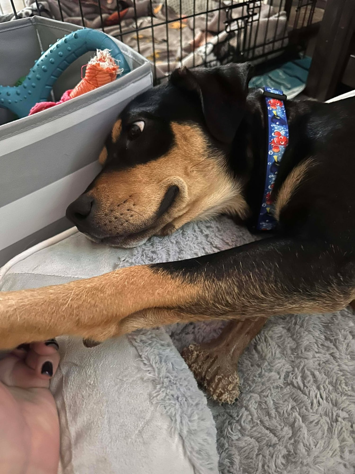 DOROTHY - Rottweiler / Australian Cattle Dog/Blue Heeler available for adoption