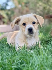 Coco - Photo 1