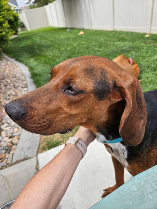WYNONA - Hound available for adoption