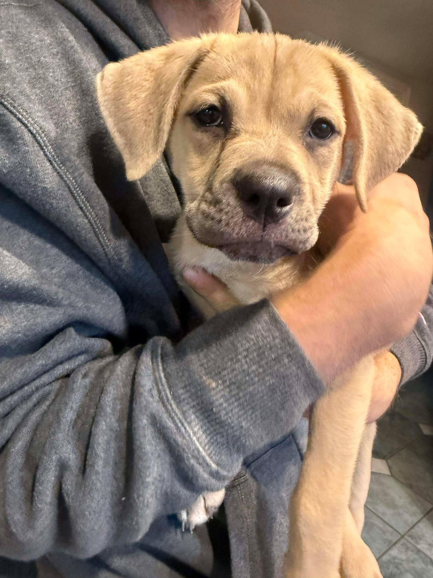 PLUM - Labrador Retriever / Rottweiler available for adoption