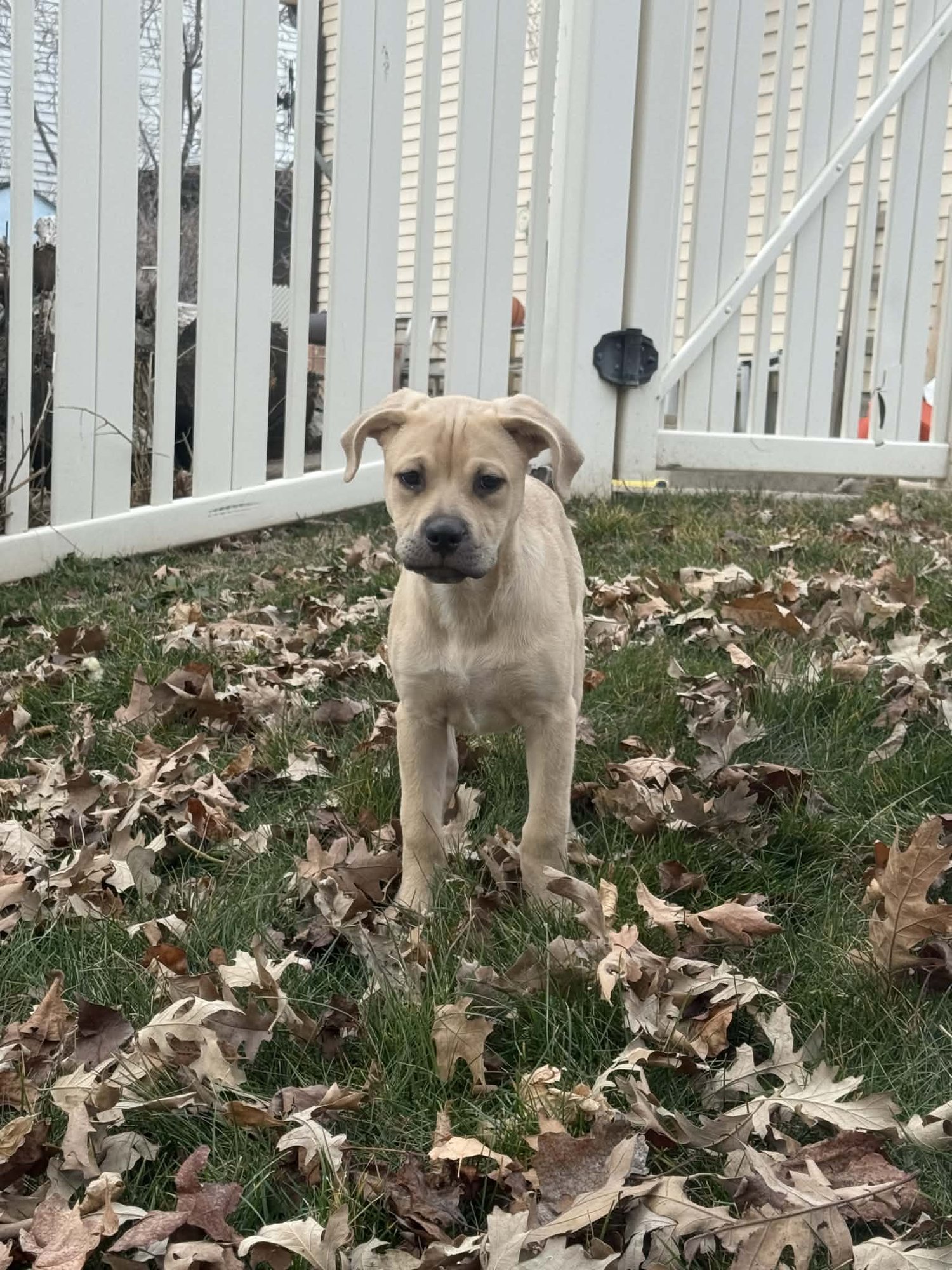 PLUM - Labrador Retriever / Rottweiler available for adoption