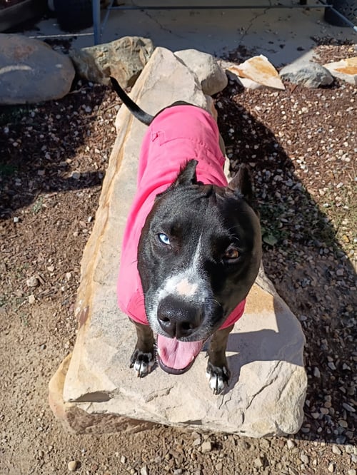 ECLIPSE - Pit Bull Terrier / Husky available for adoption