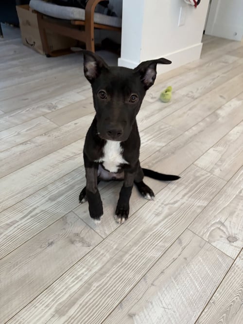 RAVENCLAW - Labrador Retriever for adoption in Orem