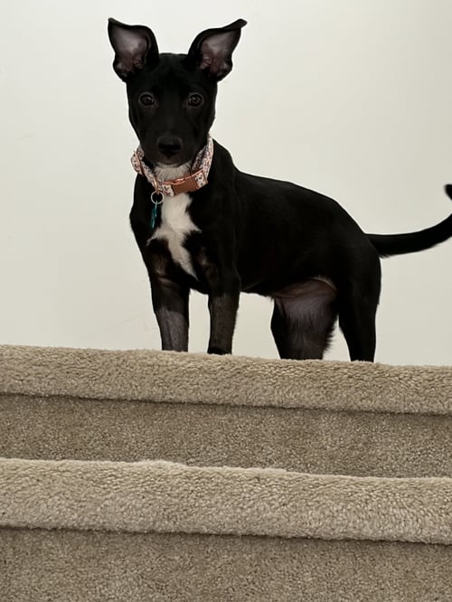 RAVENCLAW - Labrador Retriever available for adoption