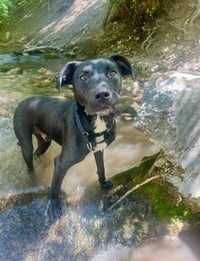 Hansen - Photo 4