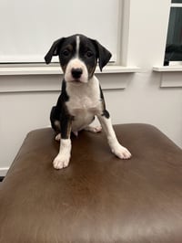 Chip Chip - Photo 1