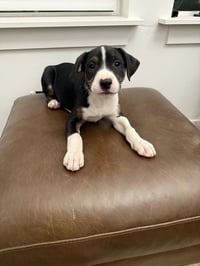 Chip Chip - Photo 2