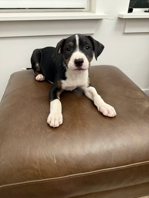 CHIP CHIP - Boxer / Labrador Retriever available for adoption