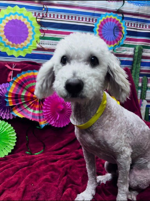 FRANKIE FRANK - Poodle (Miniature) available for adoption