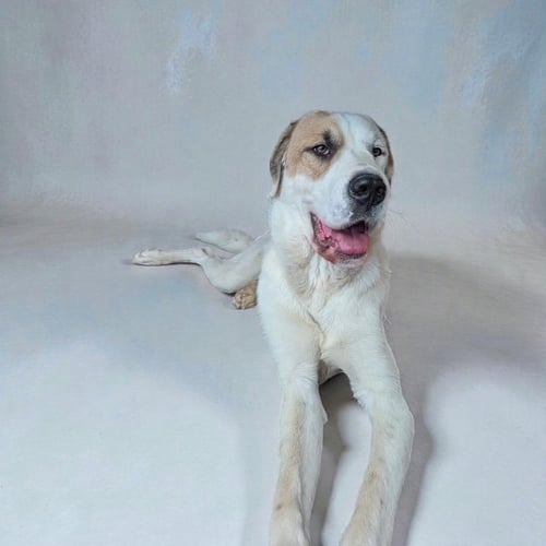 JAKE FROM STATEFARM - Great Dane / Great Pyrenees for adoption in Orem