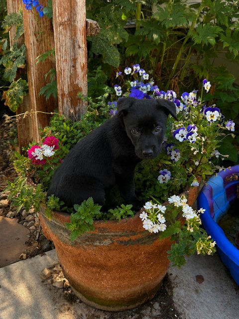THE FISH AKA FISHER - Labrador Retriever available for adoption
