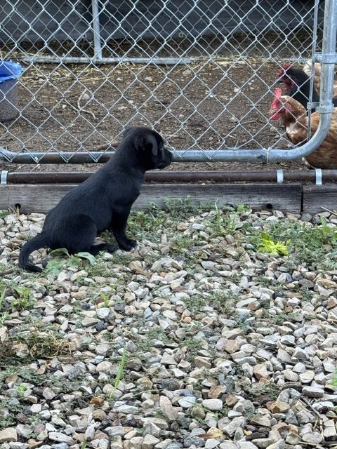 THE FISH AKA FISHER - Labrador Retriever available for adoption