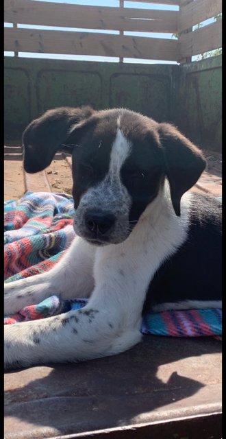NEVRA - Anatolian Shepherd / Labrador Retriever available for adoption