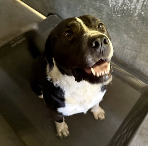 HUTCH MO - Labrador Retriever / American Pit Bull Terrier for adoption in Orem