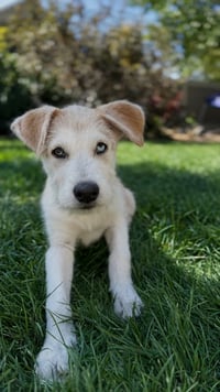Bruce - Photo 1