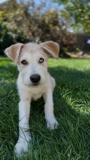 BRUCE - Anatolian Shepherd available for adoption