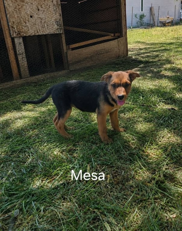 Mesa Image