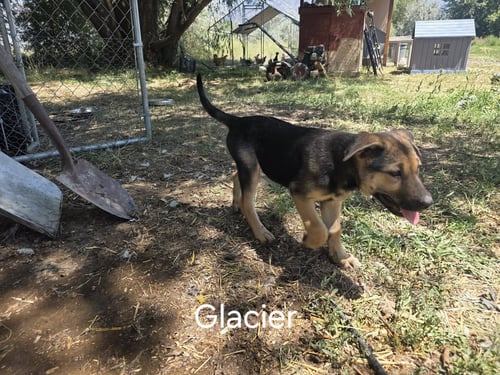 GLACIER - German Shepherd Dog for adoption in Orem