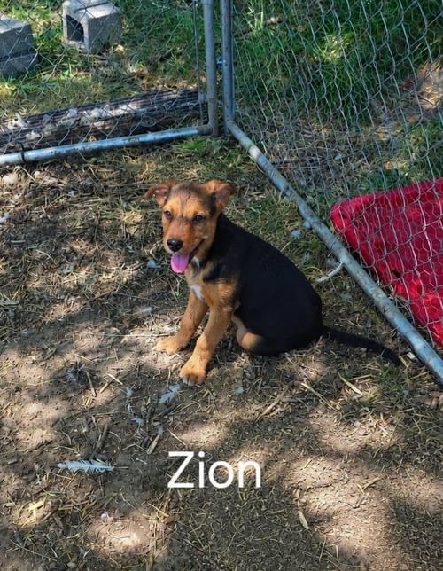 ZION - German Shepherd Dog for adoption in Orem