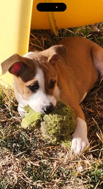 MISS MOLLY - Labrador Retriever / Australian Cattle Dog/Blue Heeler available for adoption