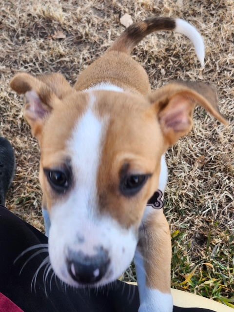 Miss Molly - Photo 4