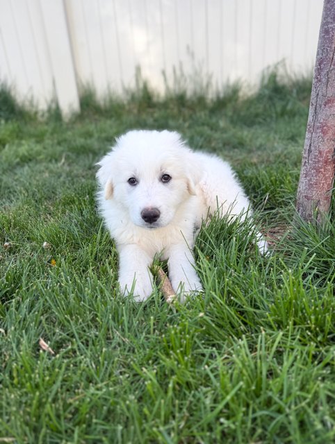 SKY KING - Great Pyrenees available for adoption