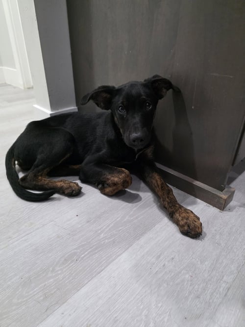 ARCHIE - Labrador Retriever / German Shepherd Dog available for adoption
