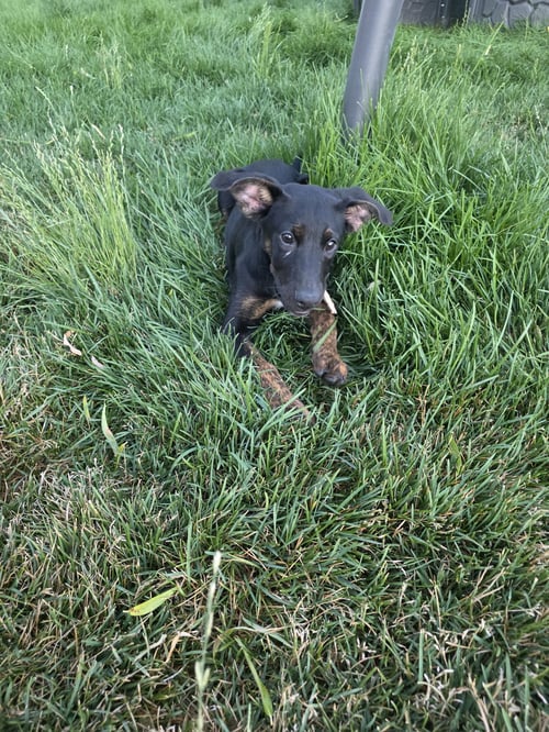 ARCHIE - Labrador Retriever / German Shepherd Dog available for adoption