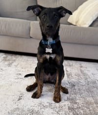 Archie - Photo 3