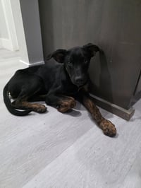 Archie - Photo 4