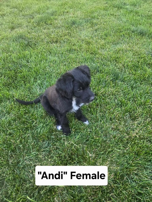 Andi Image