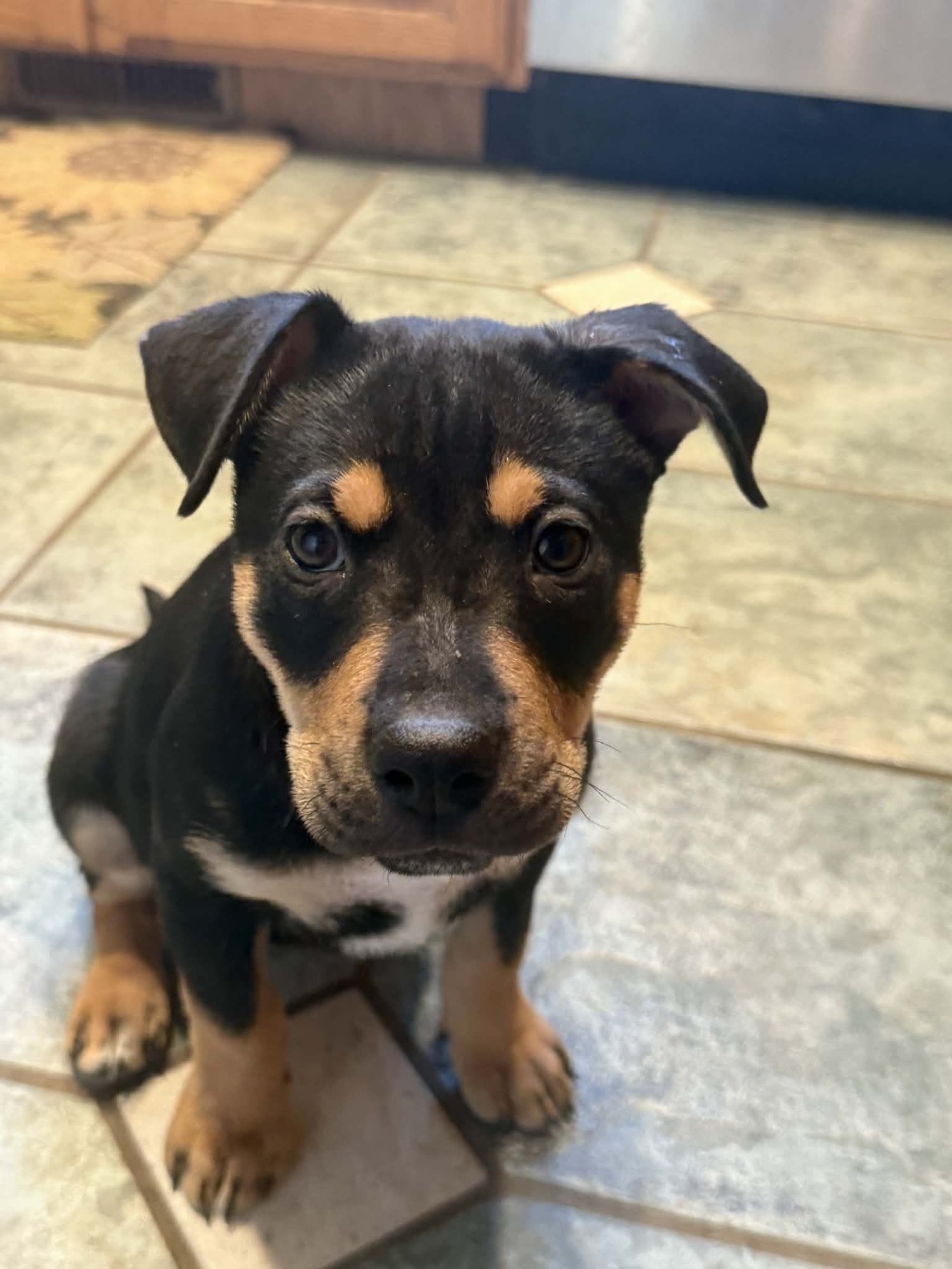 KENAI - Labrador Retriever / Rottweiler available for adoption