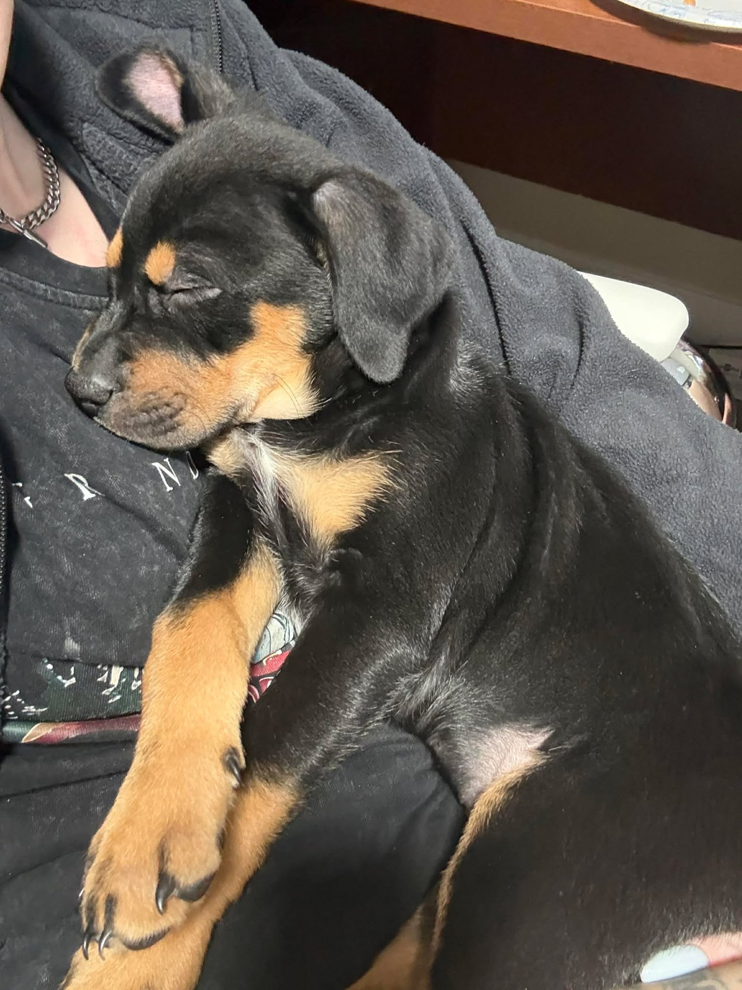 KENAI - Labrador Retriever / Rottweiler available for adoption