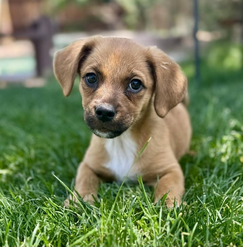 ELLA - Dachshund / Terrier available for adoption