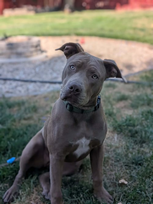 COCO - Pit Bull Terrier available for adoption