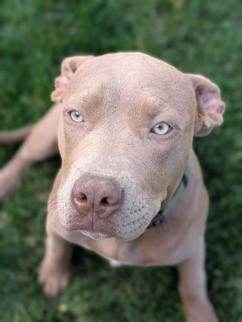 COCO - Pit Bull Terrier available for adoption