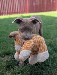 Coco - Photo 3