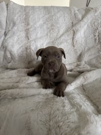 Coco - Photo 4