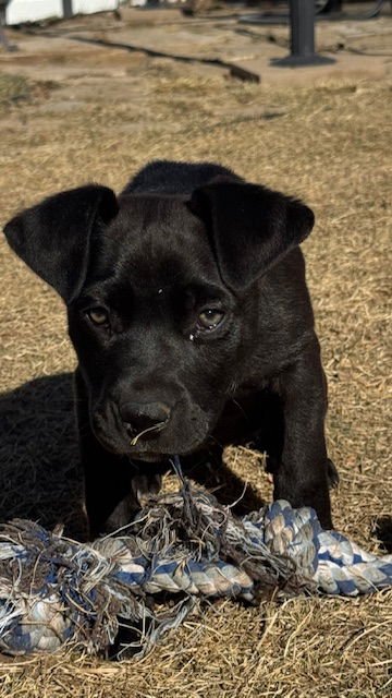 MIDNIGHT AKA MIDDY - Labrador Retriever / Australian Cattle Dog/Blue Heeler available for adoption