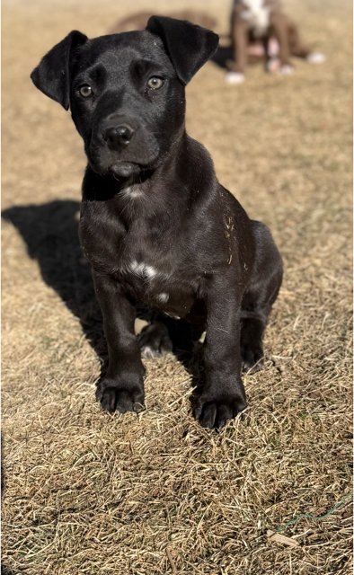 MIDNIGHT AKA MIDDY - Labrador Retriever / Australian Cattle Dog/Blue Heeler available for adoption