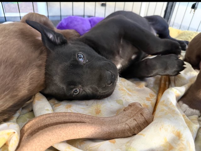 Midnight aka Middy - Photo 5