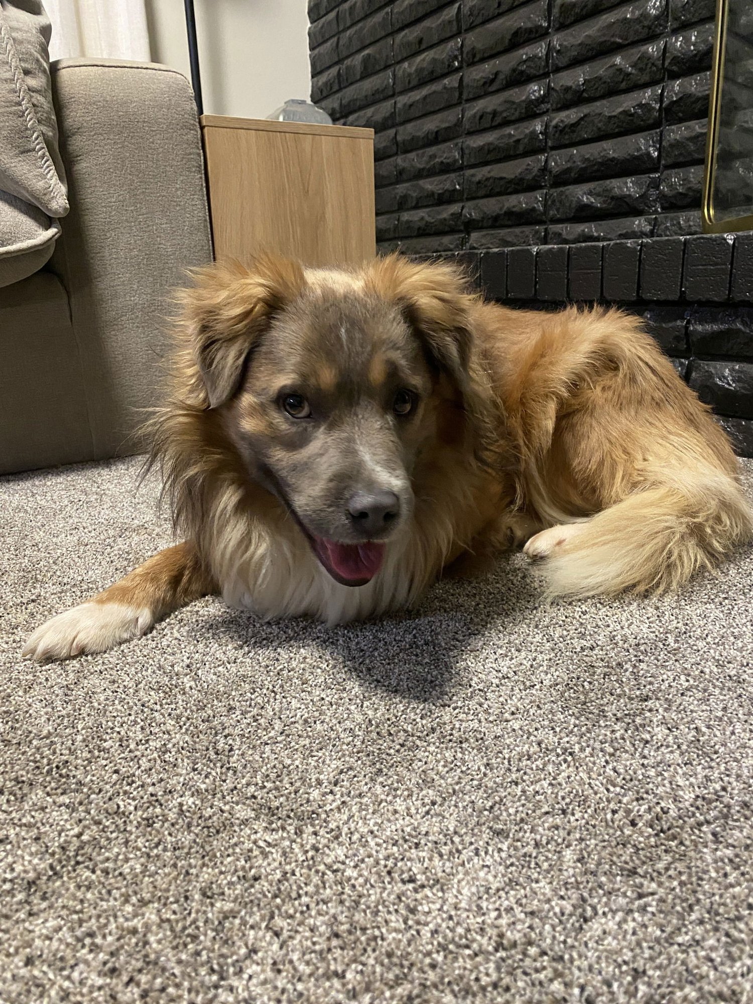 CHEWIE - Australian Cattle Dog/Blue Heeler / Border Collie available for adoption