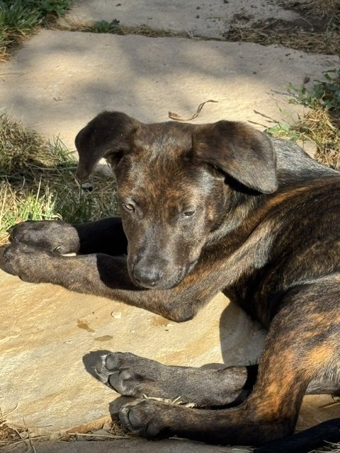 JOJO - Pit Bull Terrier / Boxer available for adoption